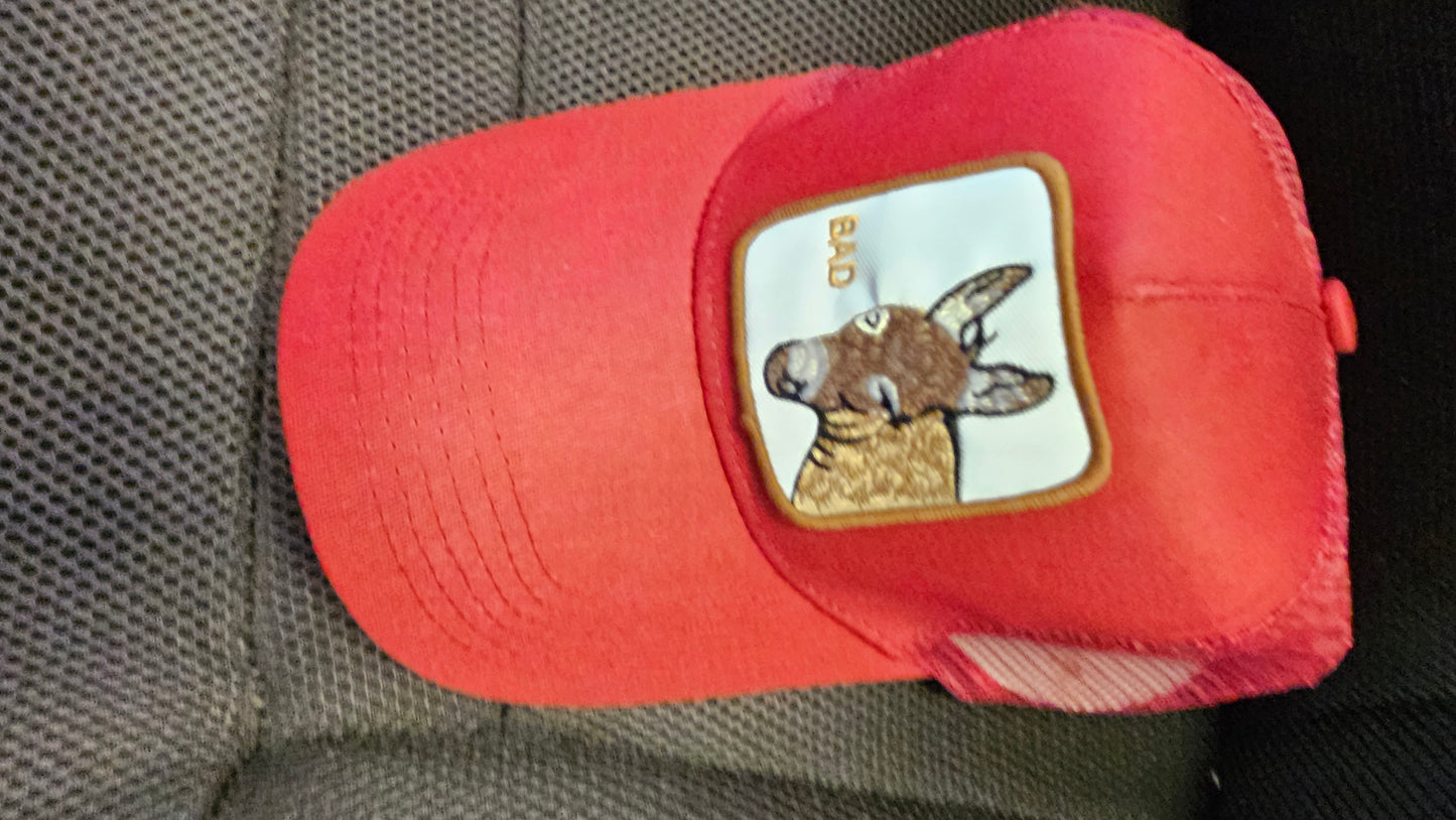 Animal Kingdom Caps